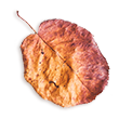 https://lici.com.vn/wp-content/uploads/2020/11/small_leaf_02.png